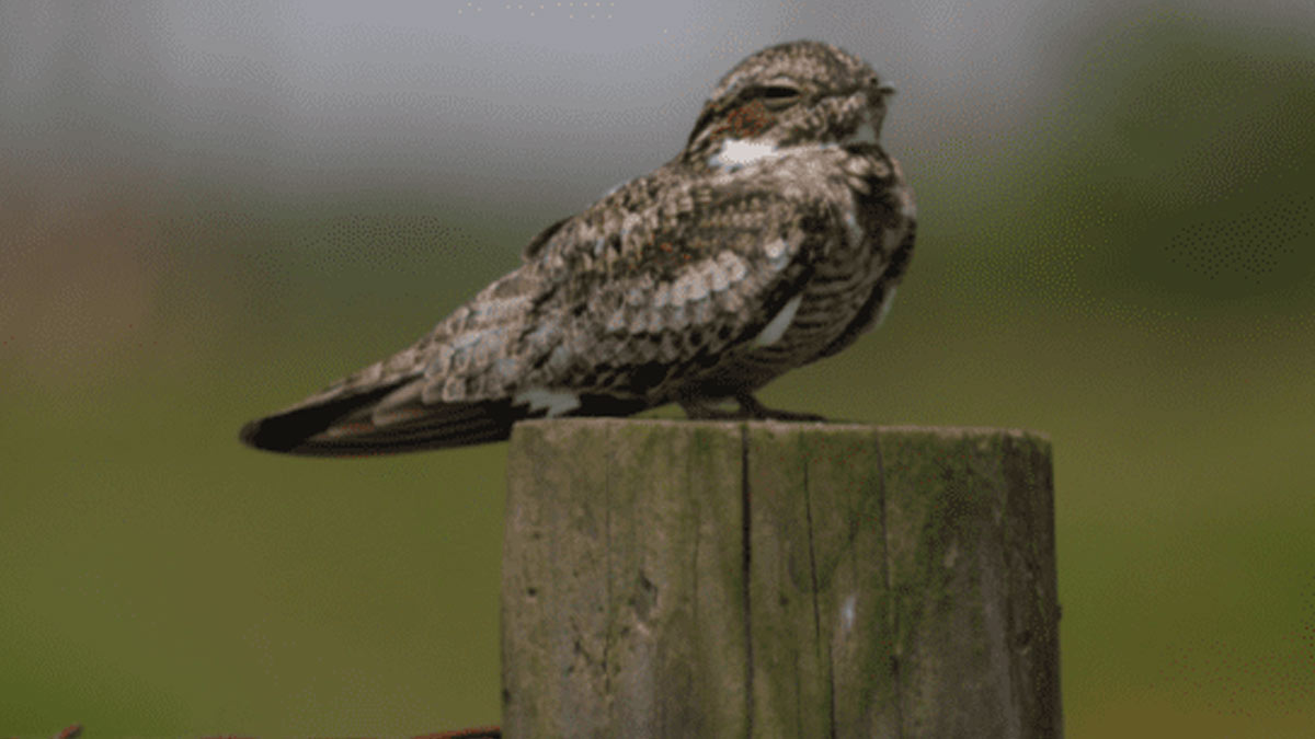 why do birds not fall from the tree while sleeping