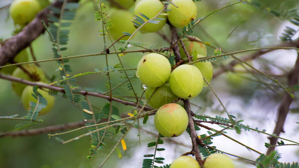 amla benefits tamil