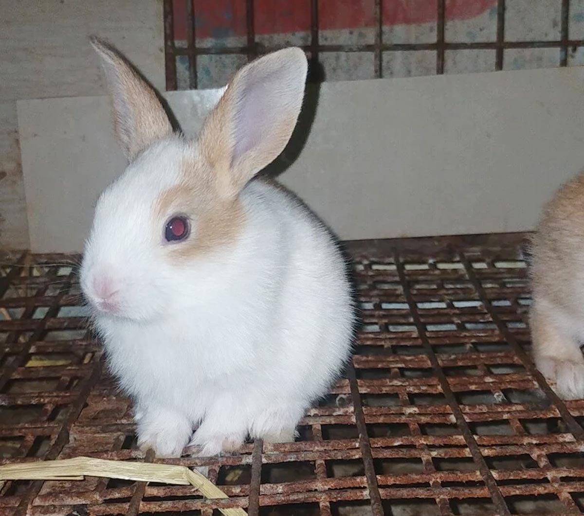 astro tips for rabbit at home