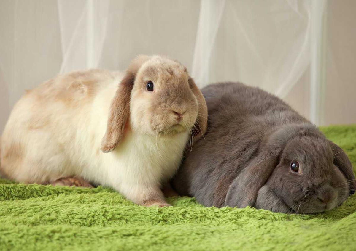 astrology for rabbit at home