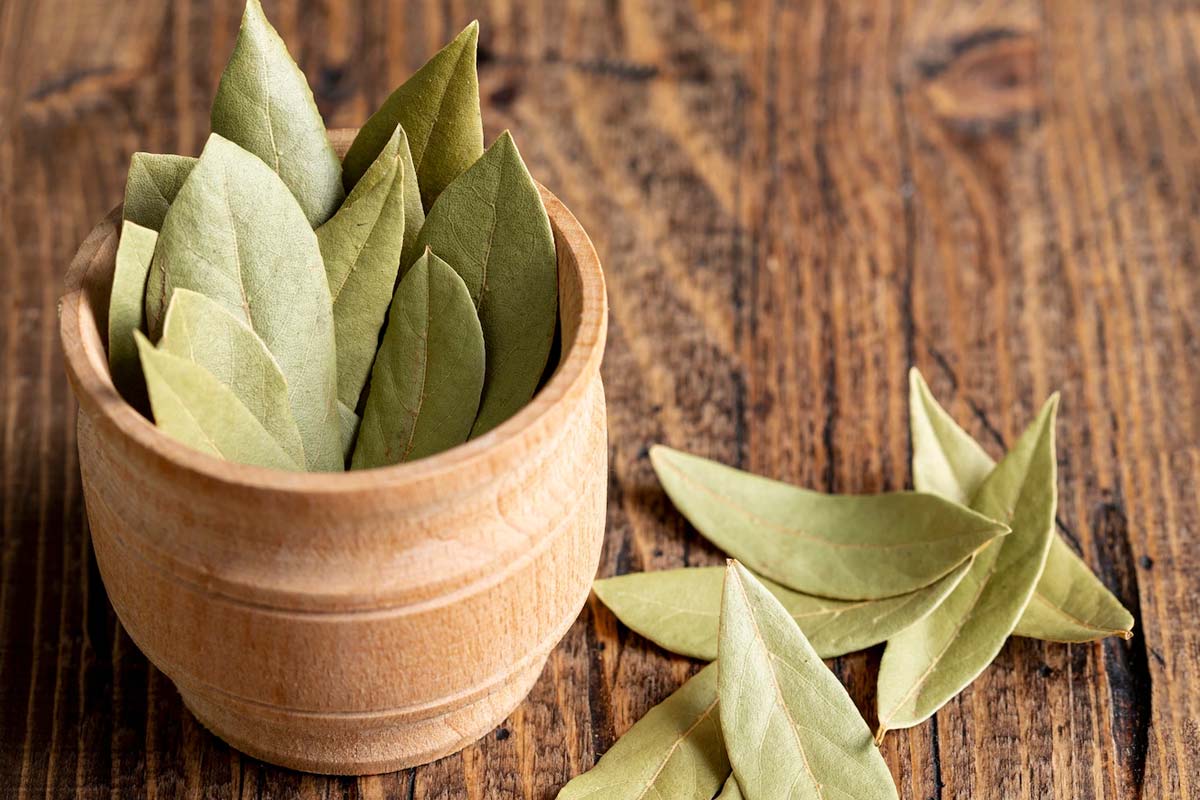 bay leaf