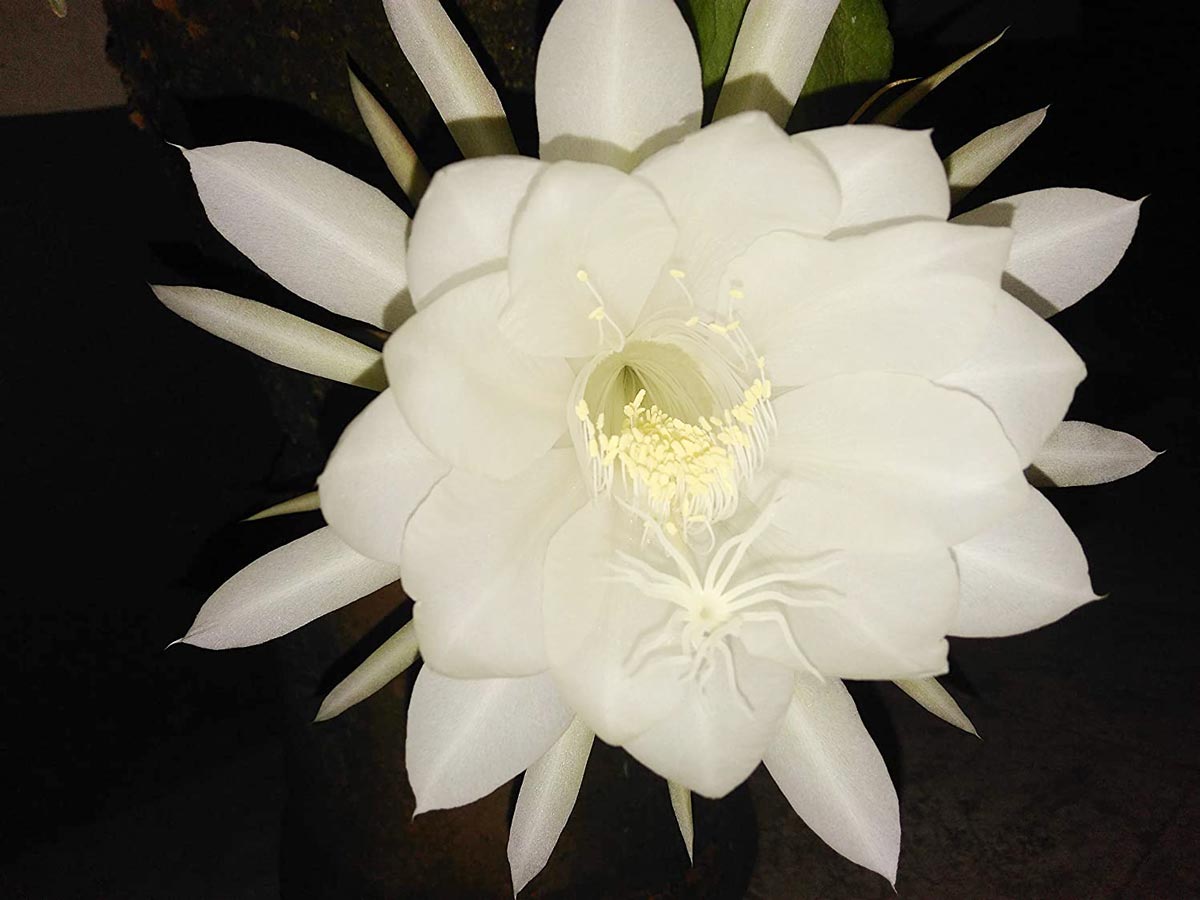 brahma kamal