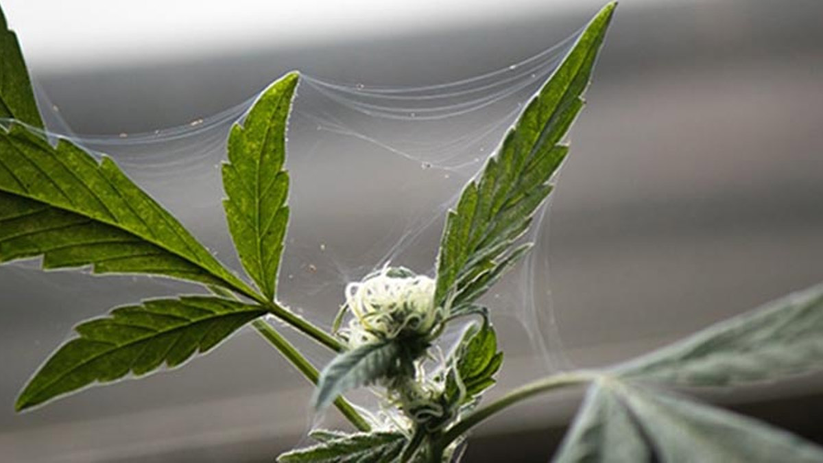 how to get rid of spiders permanently