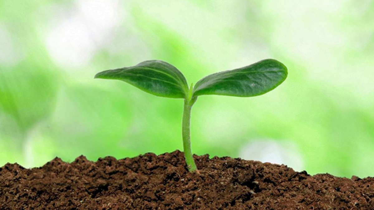 how to grow ramdana plant tips