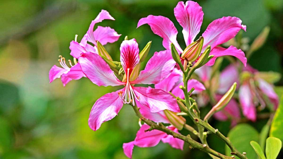 kachnar flower benefits for health