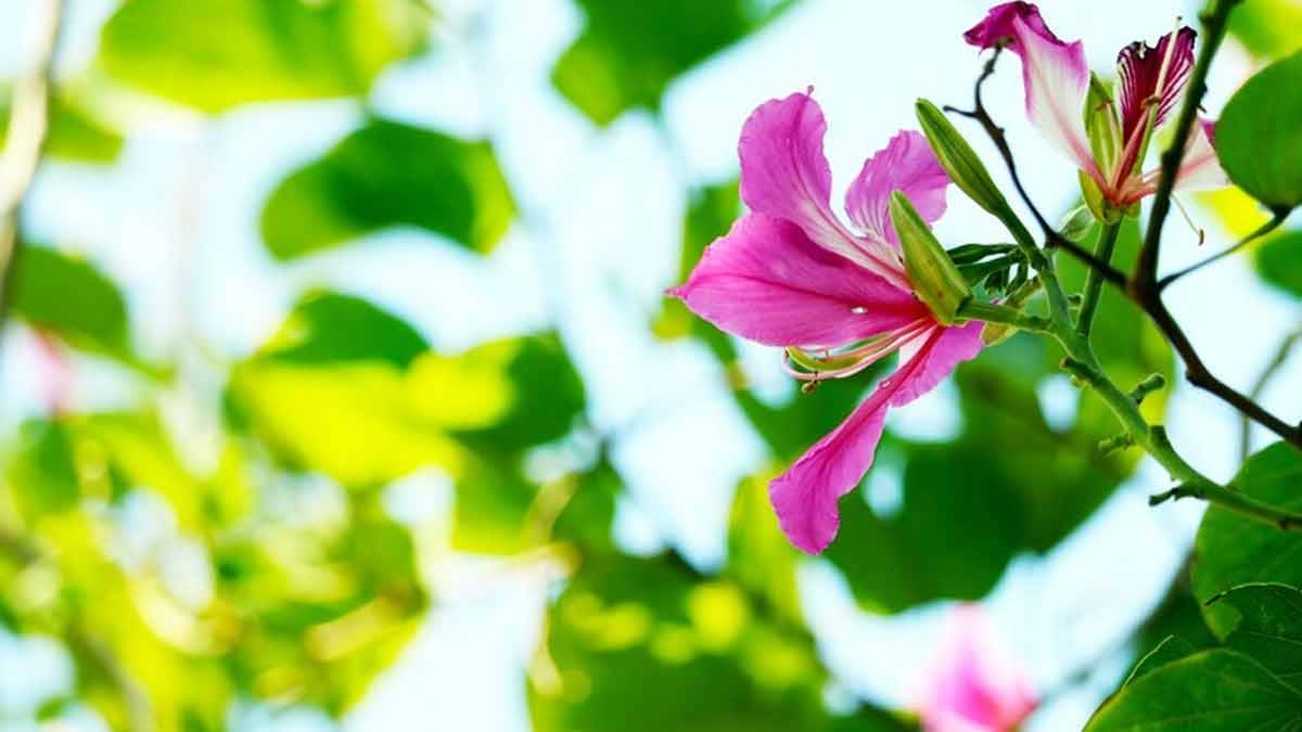 kachnar flower benefits