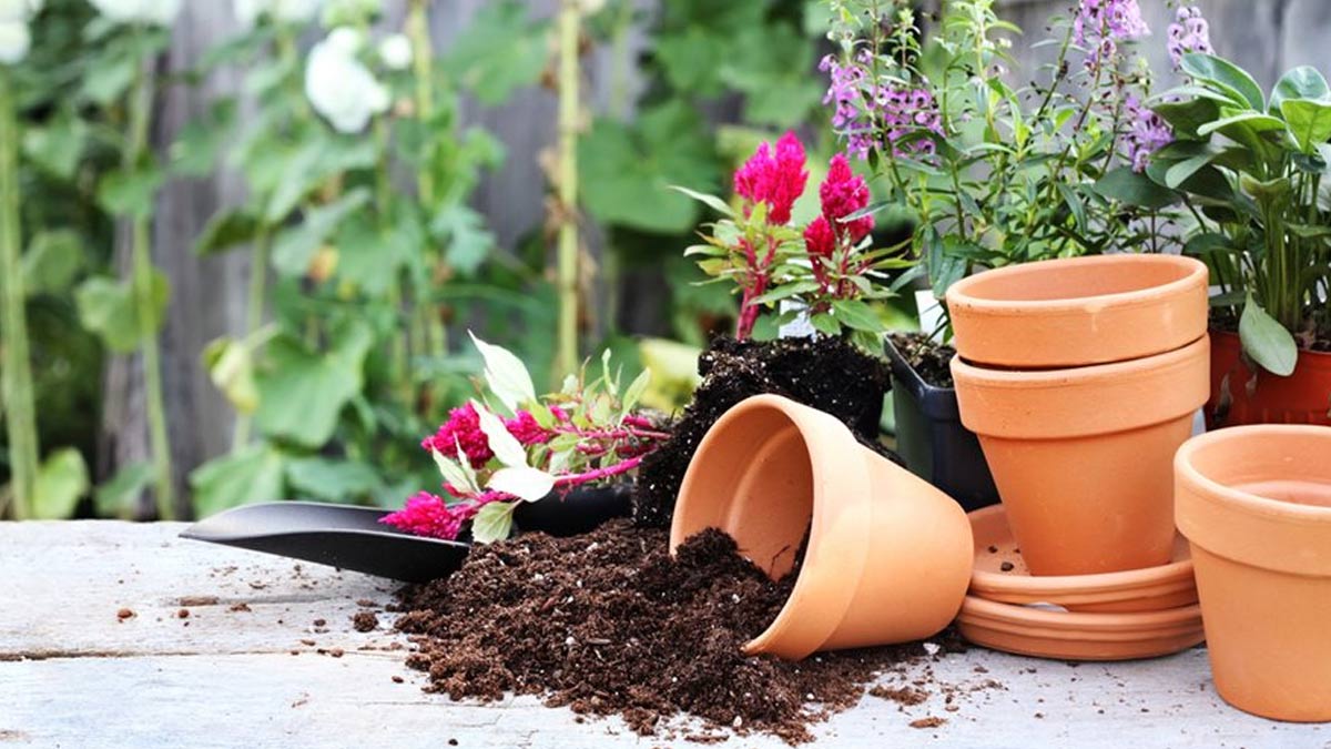 know how to grow ramdana plant at home