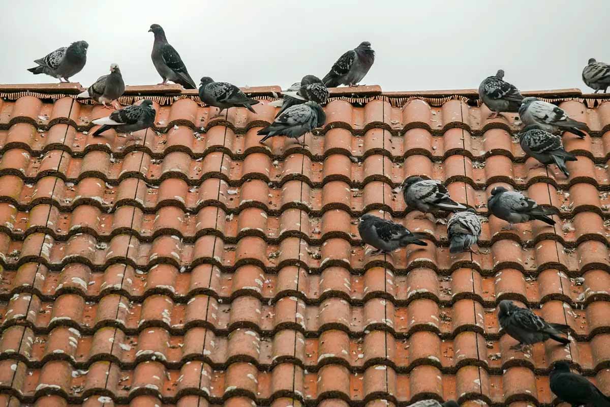 pigeons problems
