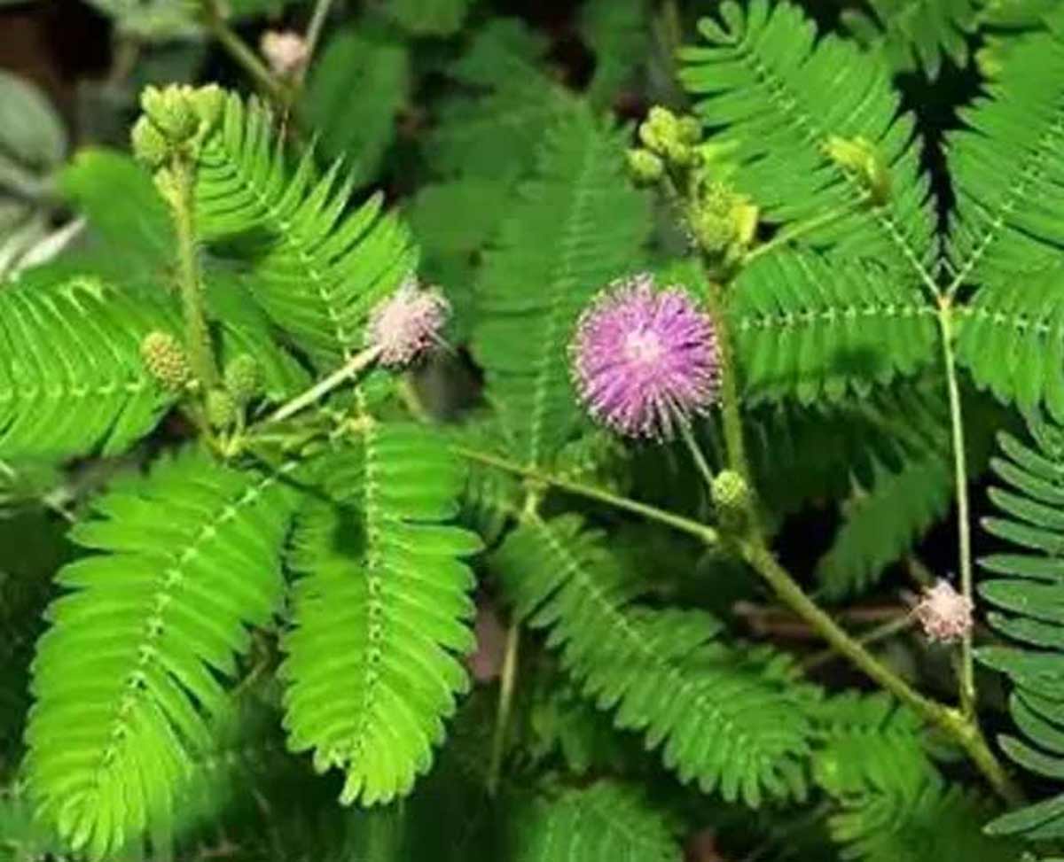 shami plant benefits at home