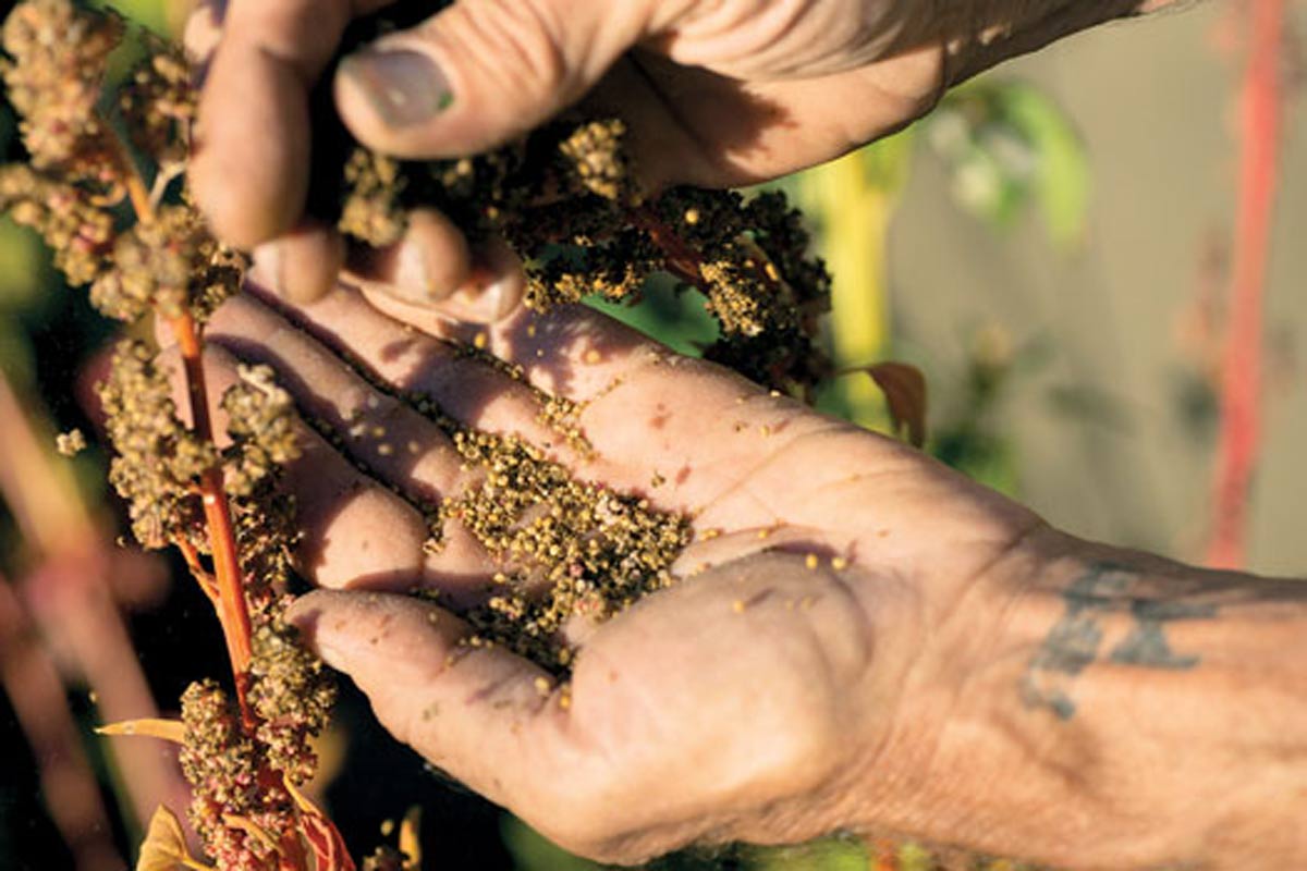 tips to grow ramdana plant in pot