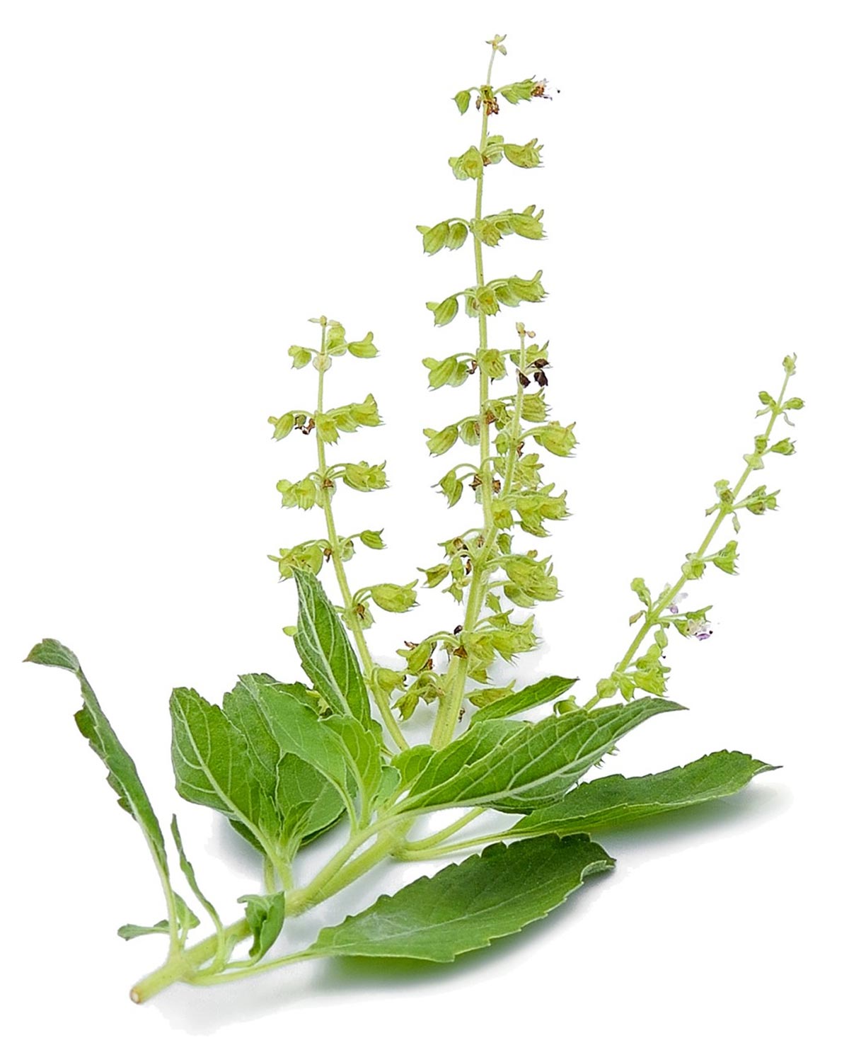 tulsi for health