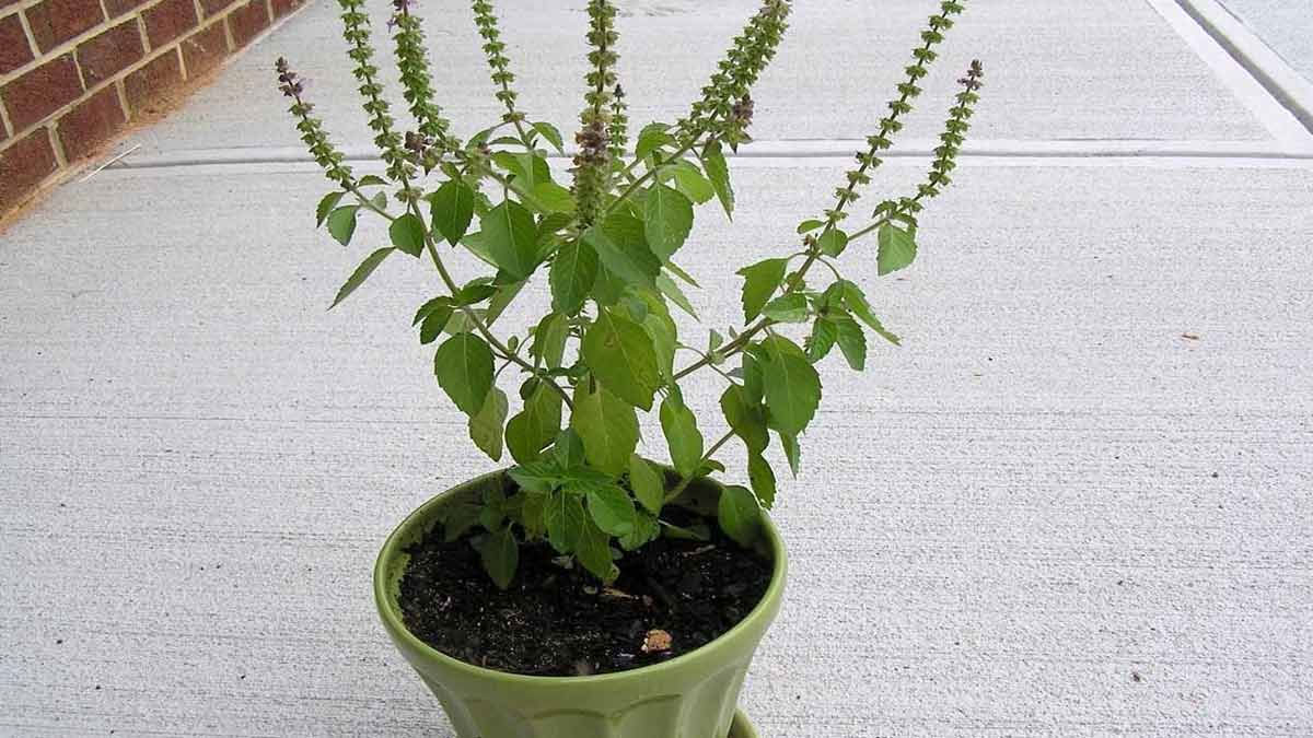 tulsi vastu dried