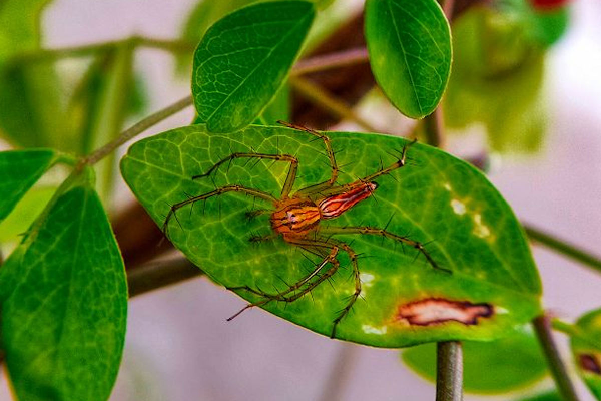 what kills spiders instantly