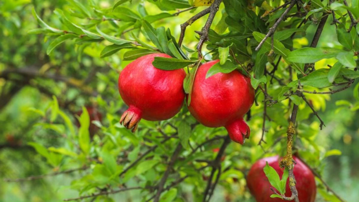 Pomegranate