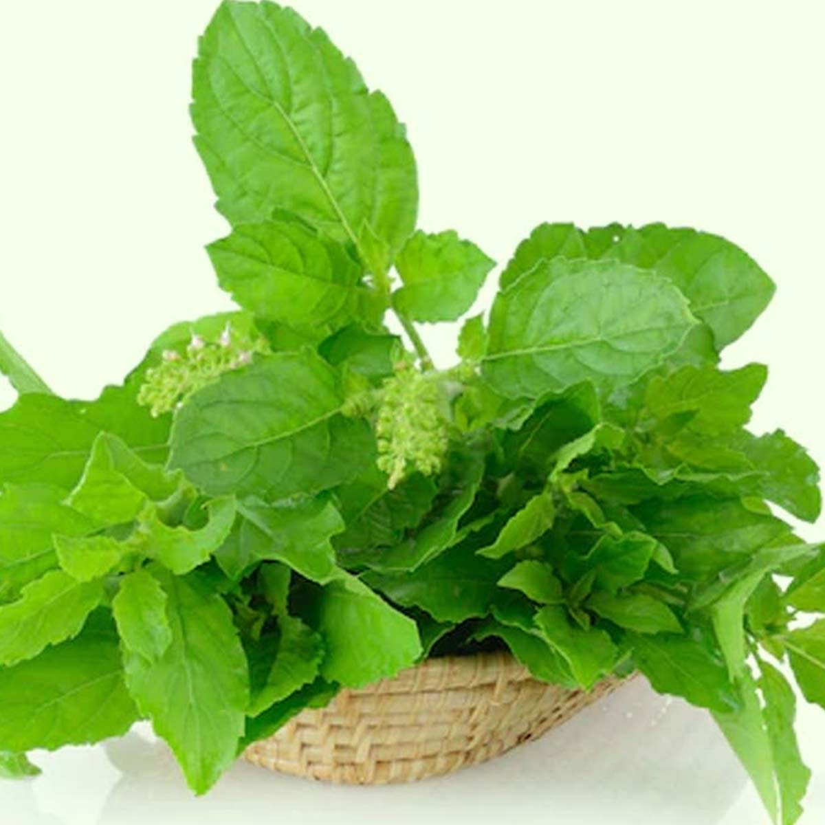 basil leaves for hair care