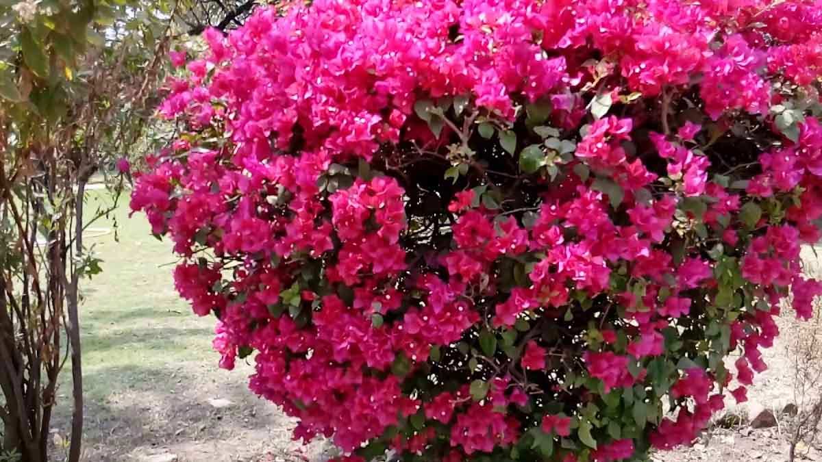 bougainvillea plant and its tricks