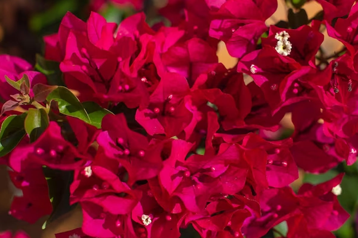bougainvillea plant hacks
