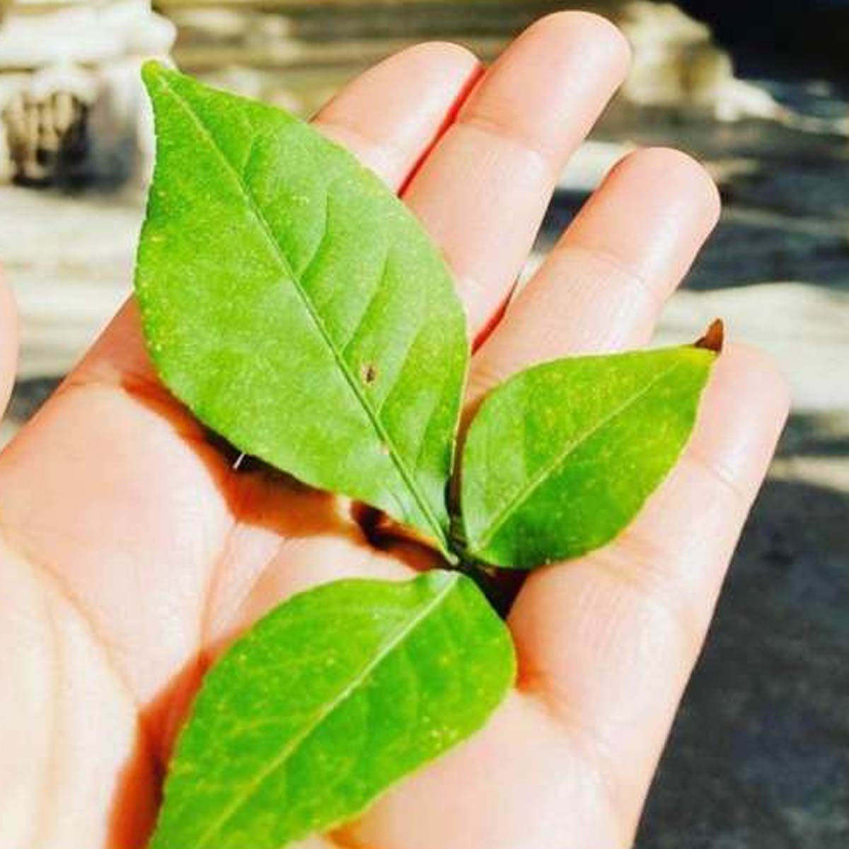 ghar mein bel patra kis disha mein rakhe