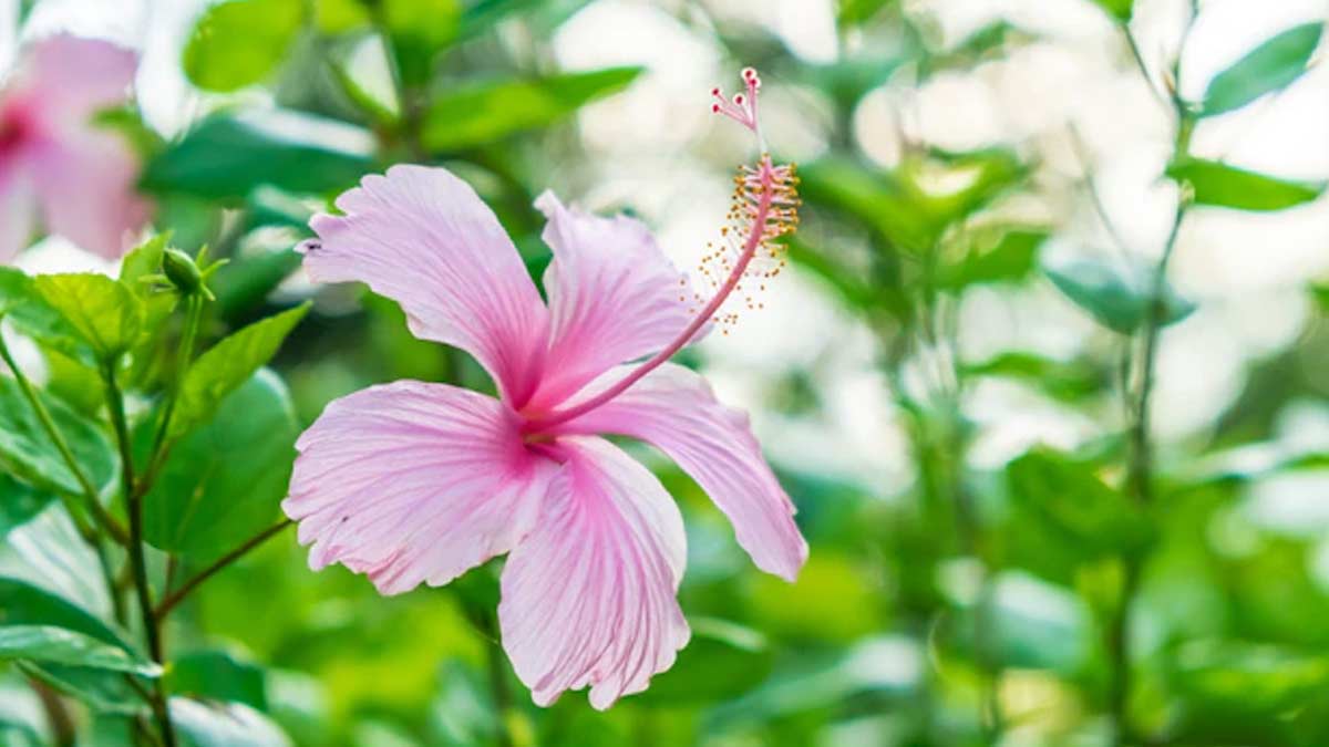 gorw hibiscus in rain