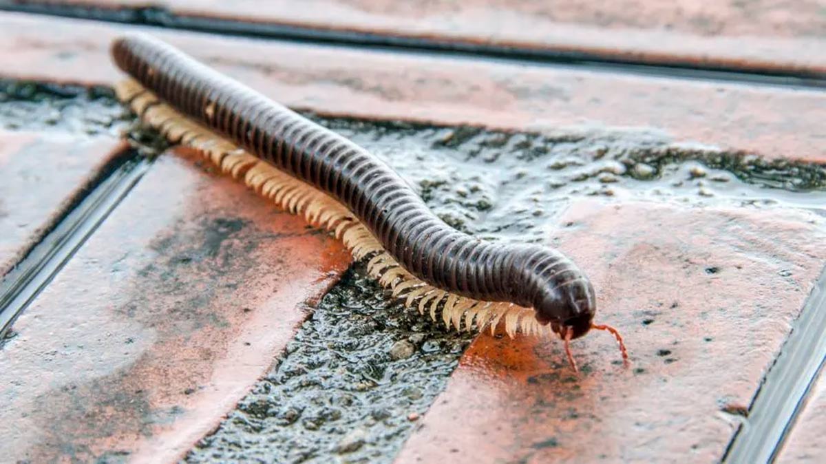 how to get rid of millipedes during monsoon with home remedies in hindi