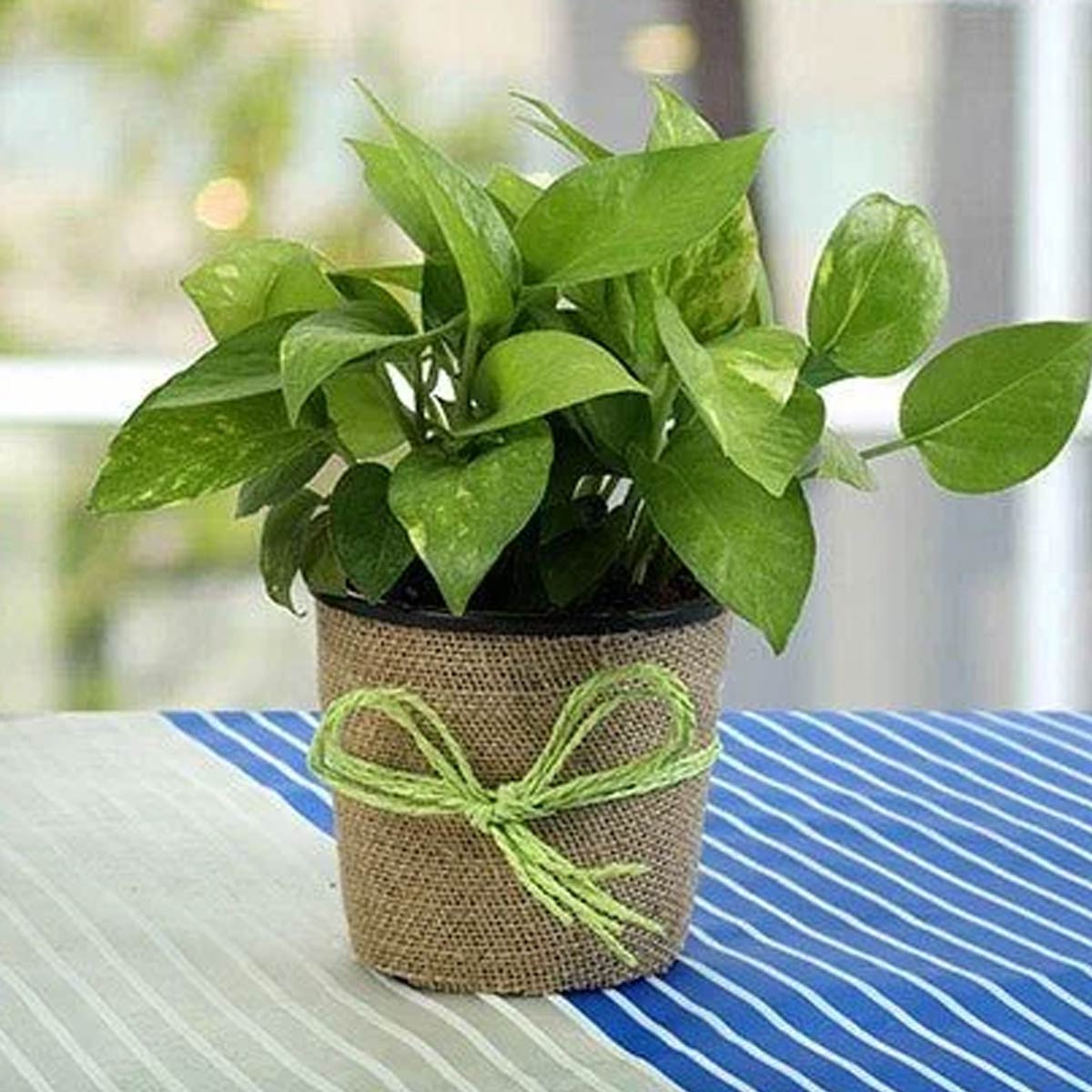 how to grow plant in broken cup