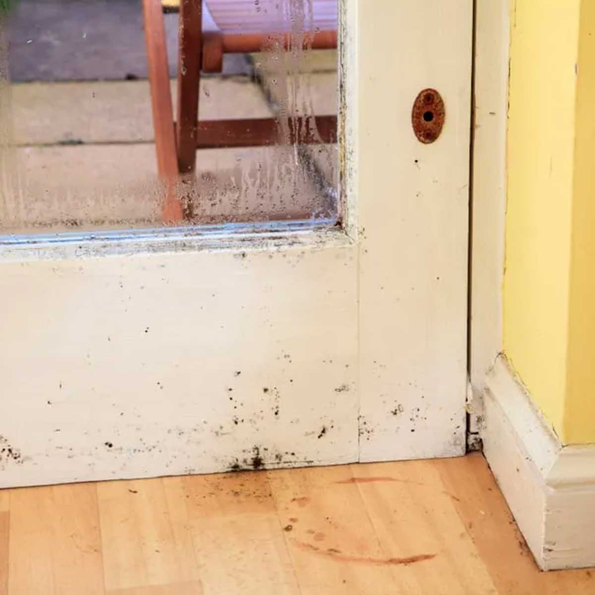 how to remove mold from wooden gates guide