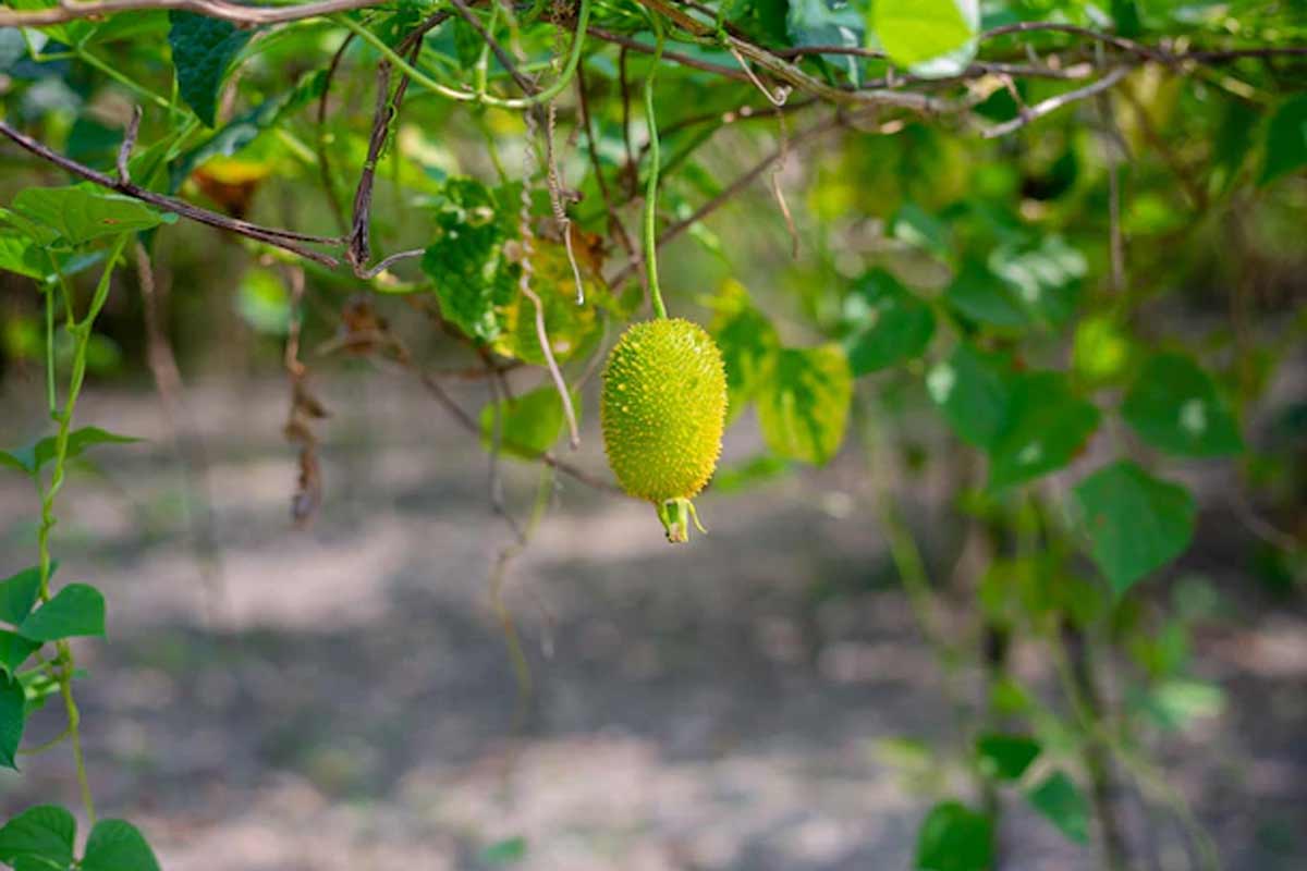 kantola vegetable benefits
