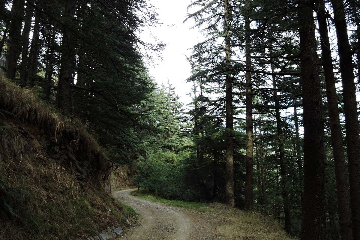 mashobra