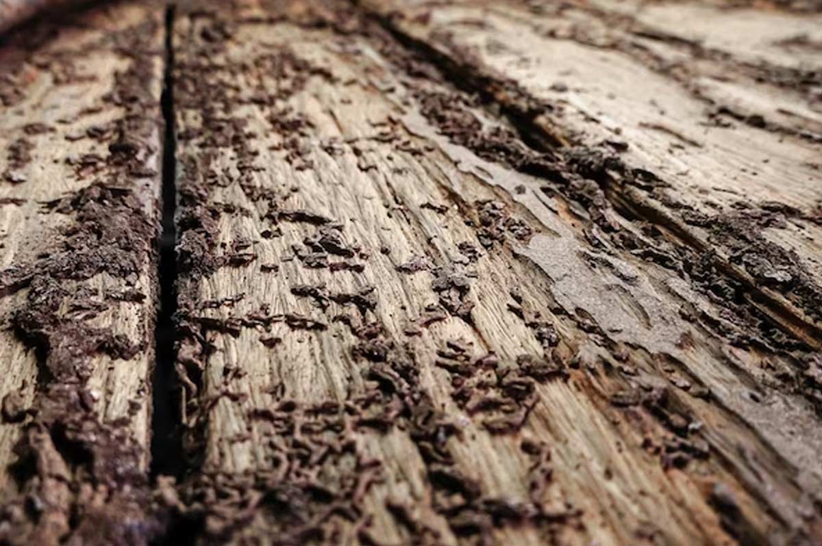 tips to prevent wooden from termites