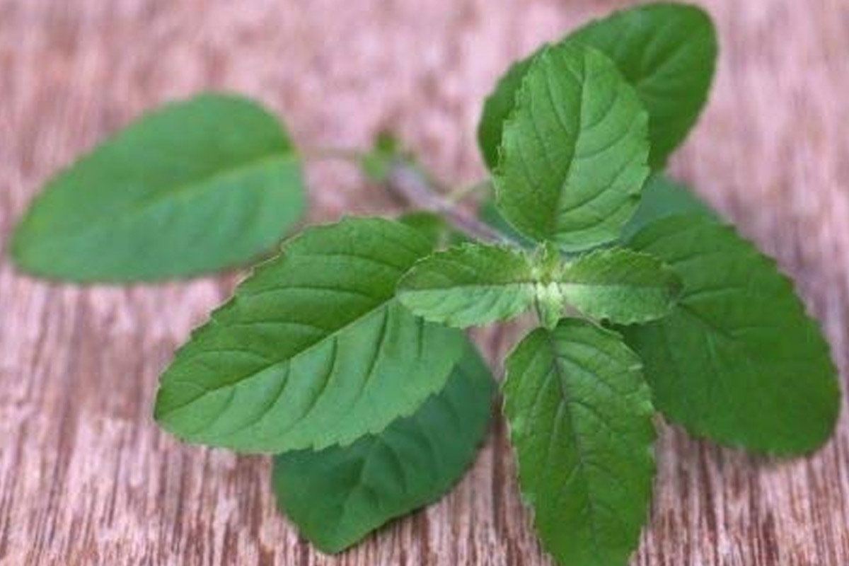 tulsi for hair thinning