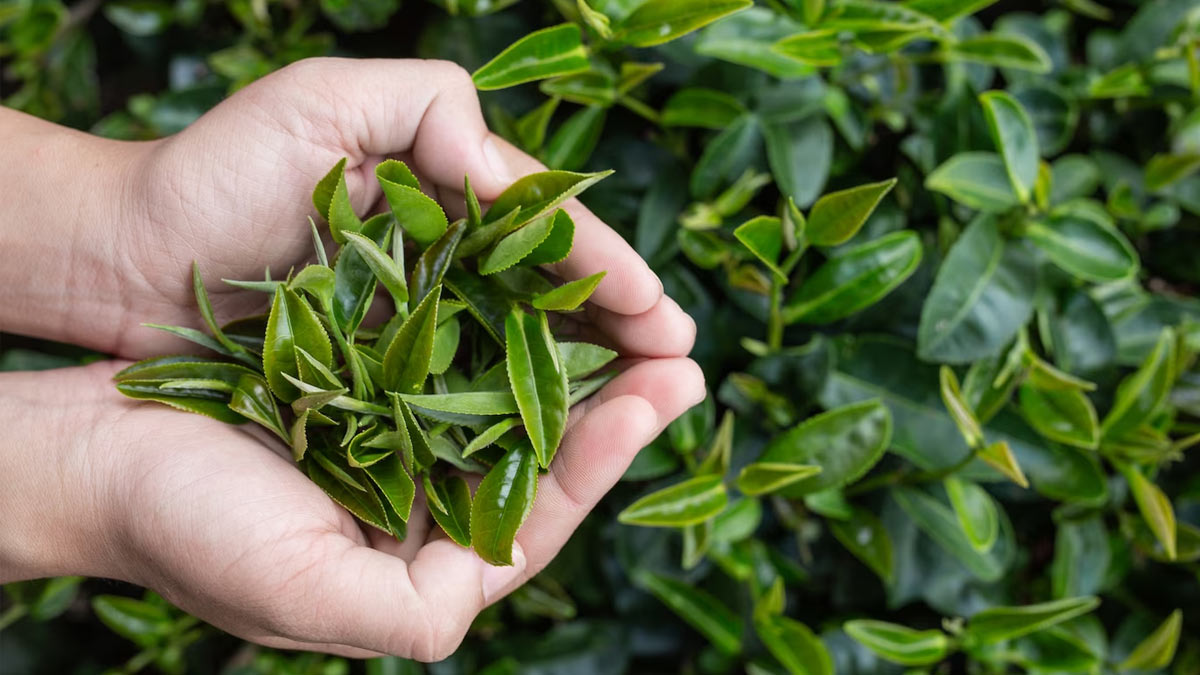 Green tea bags for skin