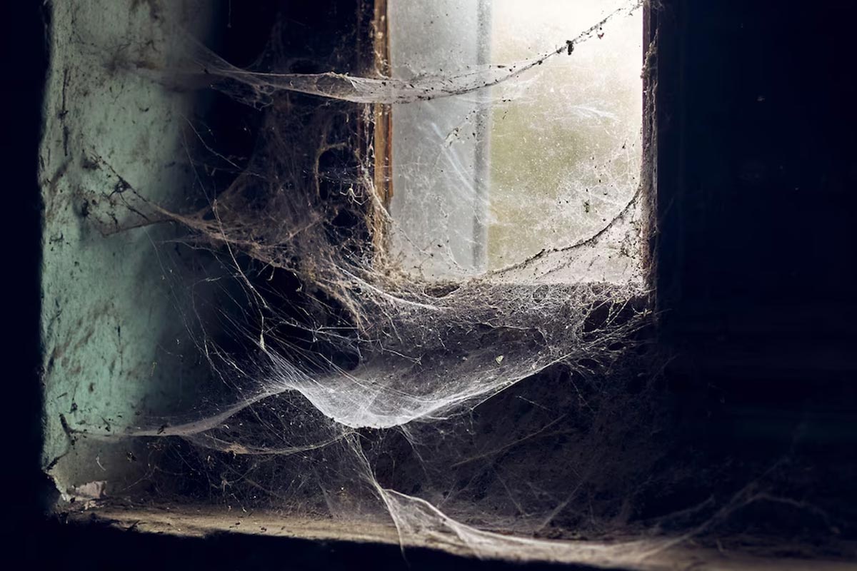 How do I keep spiders out of my kitchen