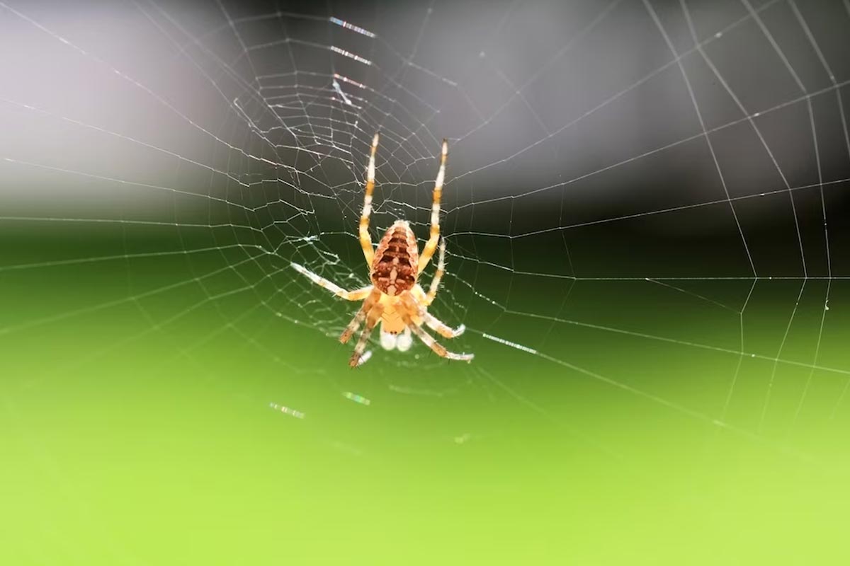How to Get Rid of Spiders Quickly & Safely