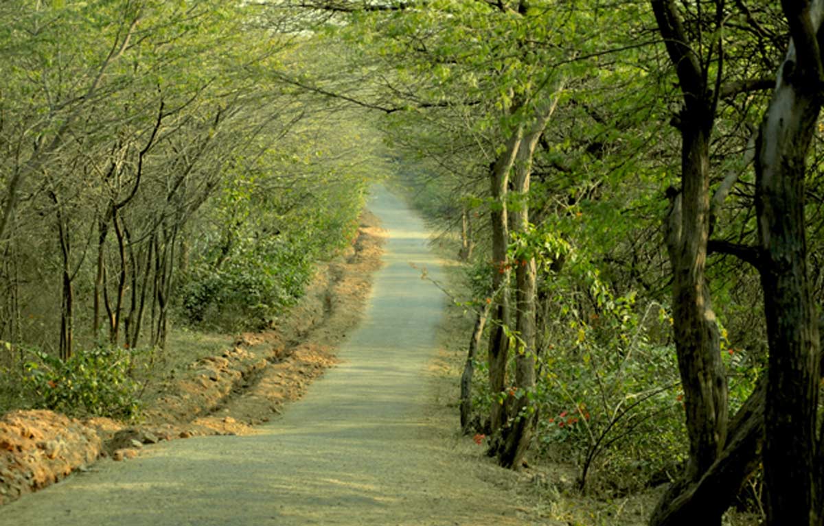 Jahanpanah Forest