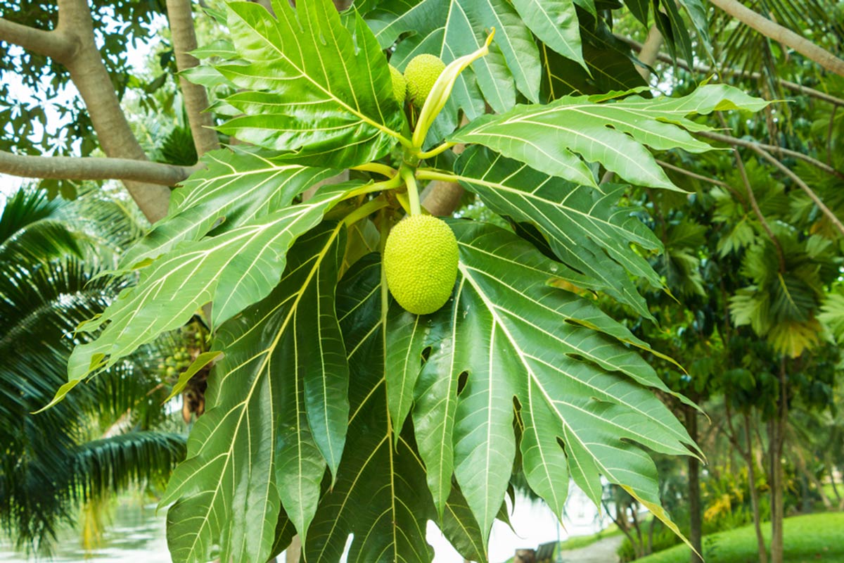 bread fruit details in hindi