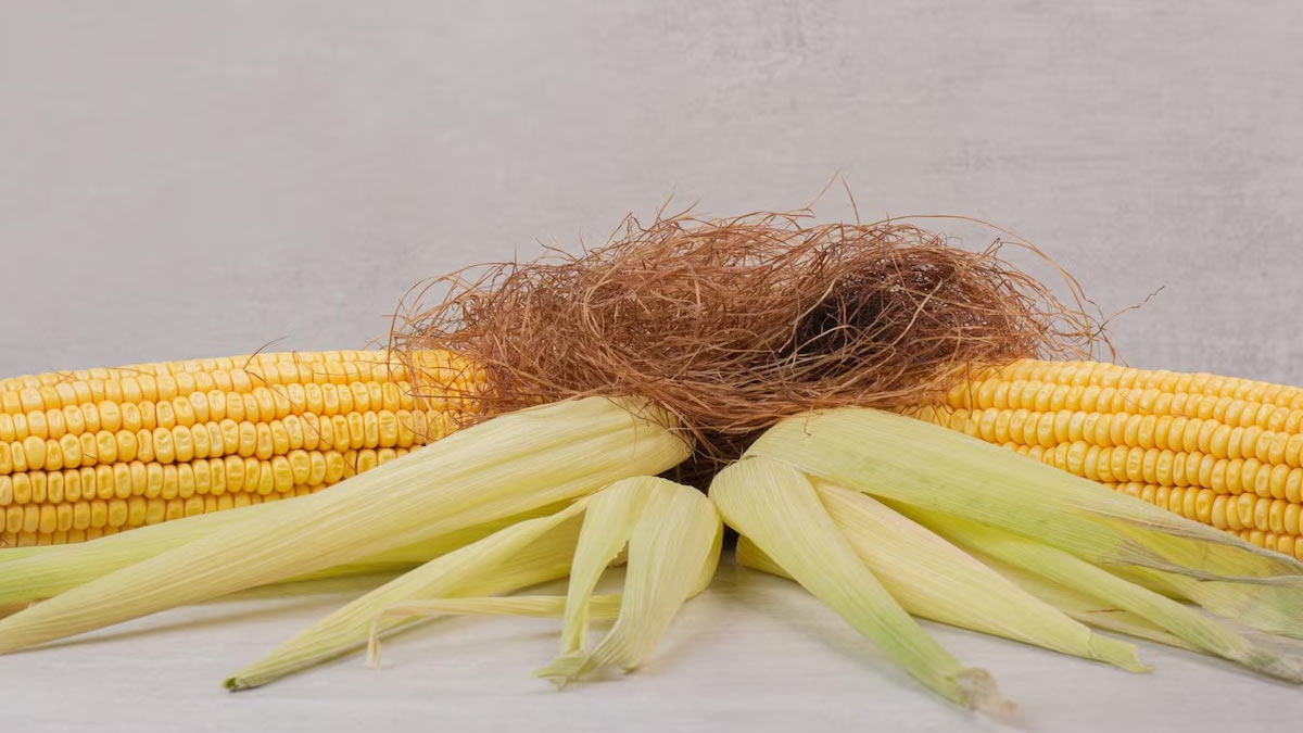 corn buying tips in hindi