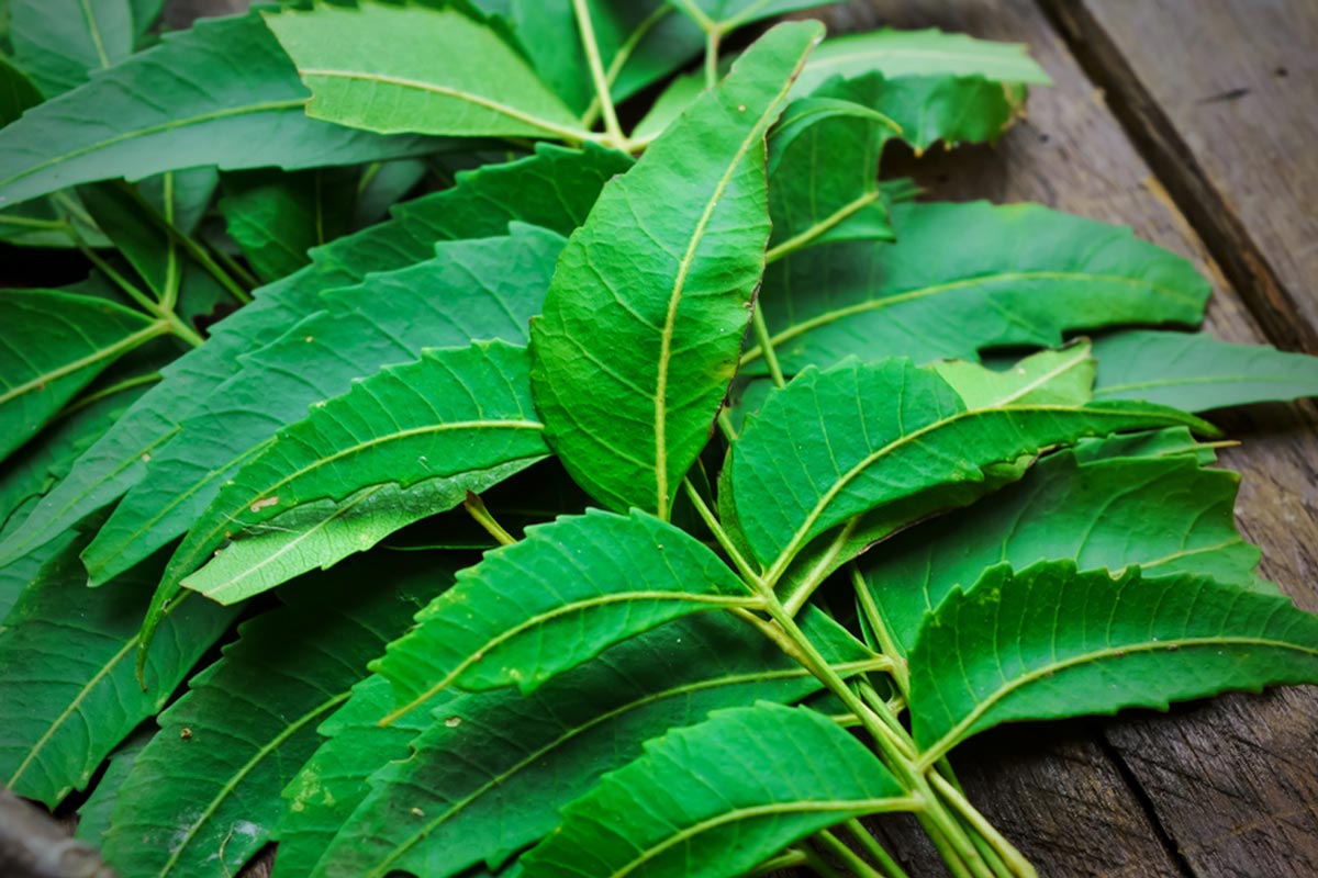 curry leaves for mouth ulcers