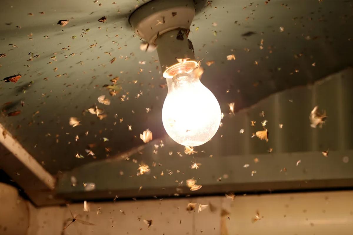 how to get rid of insects from house