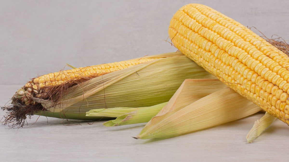 how to pick good corn