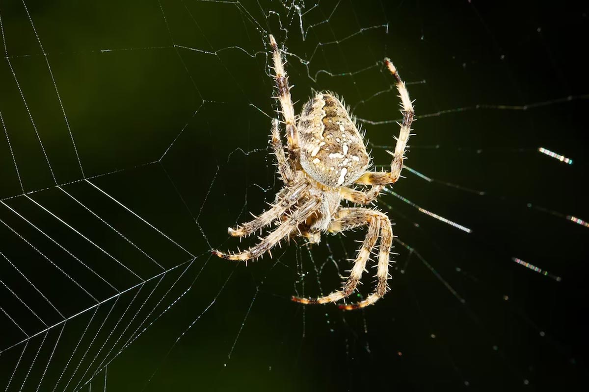 how to remove kitchen spider