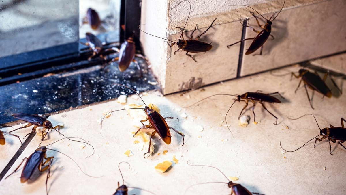 how to remove seasonal insects from home