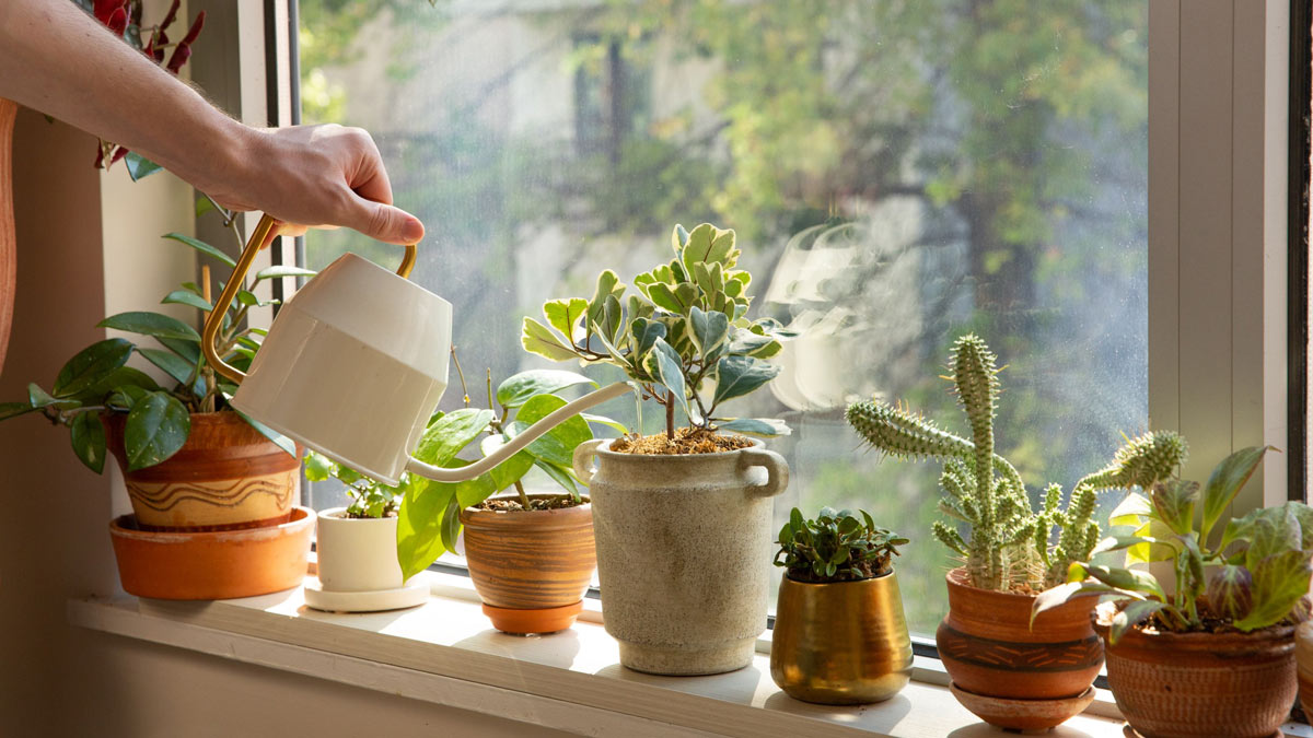 how to take care of plants during heavy rainfall