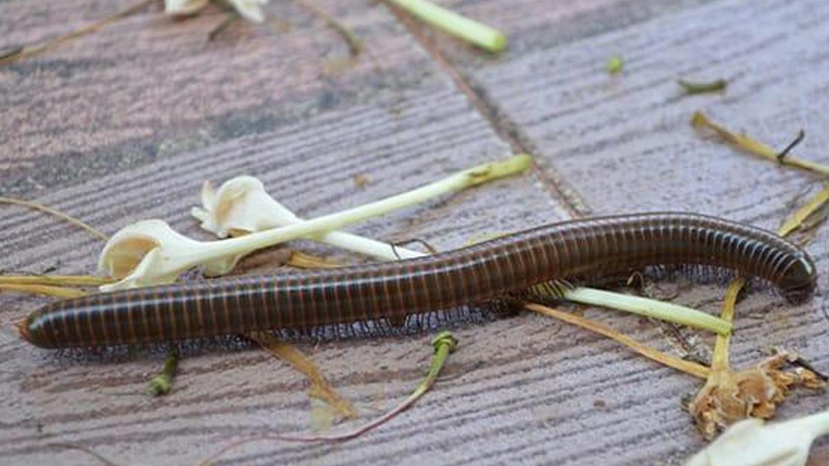 insects in house in rainy season