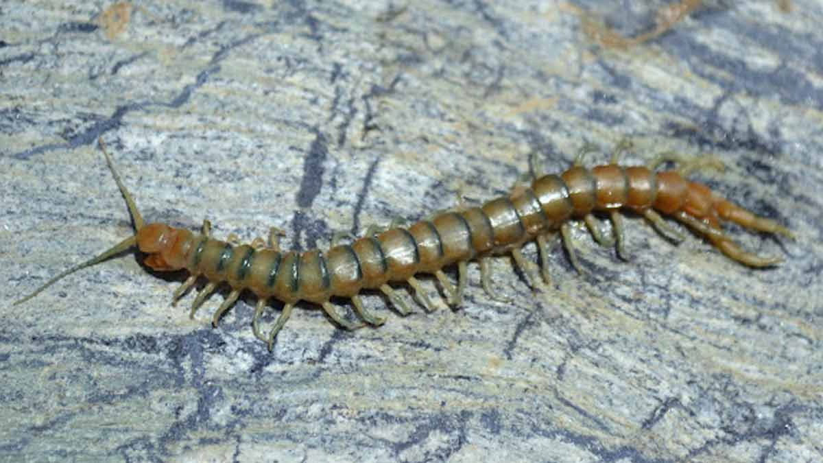 is seeing kankhajoora in sawan lucky