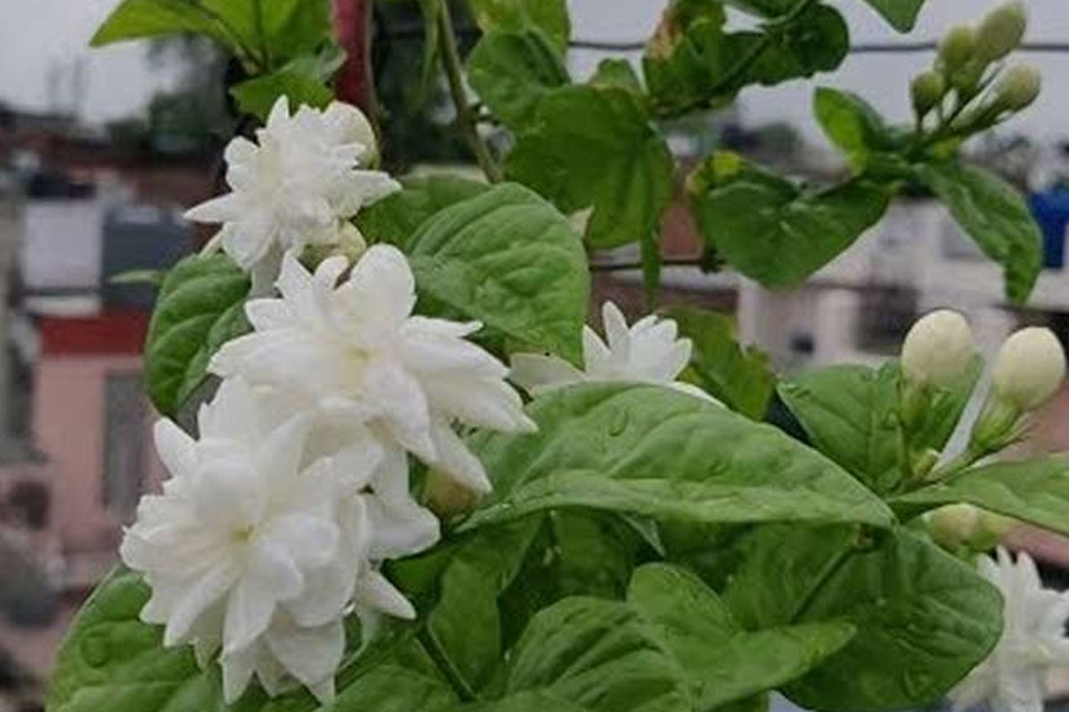 jasmine plant and fertilizer