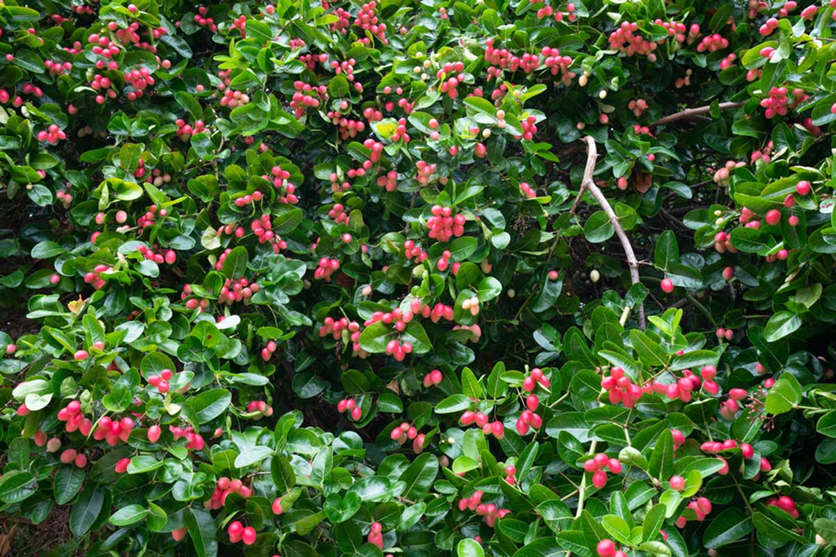 karonda chutney recipe