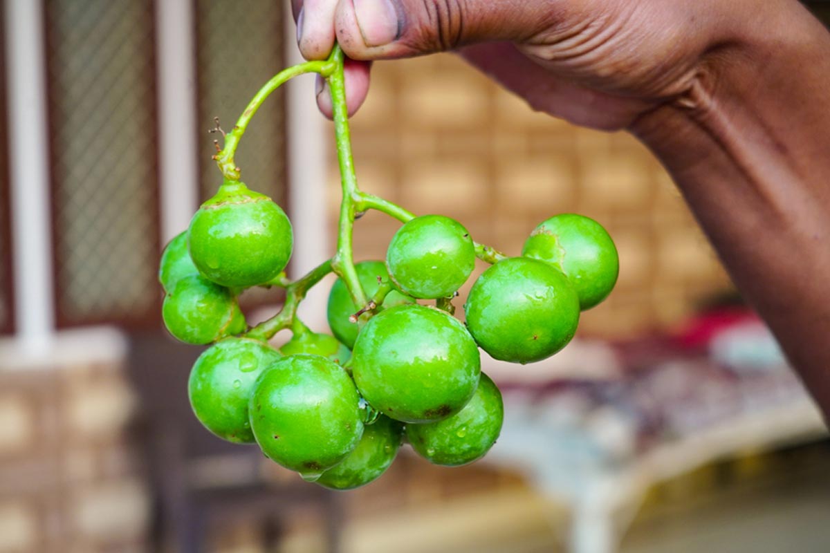 lasoda fruit other name