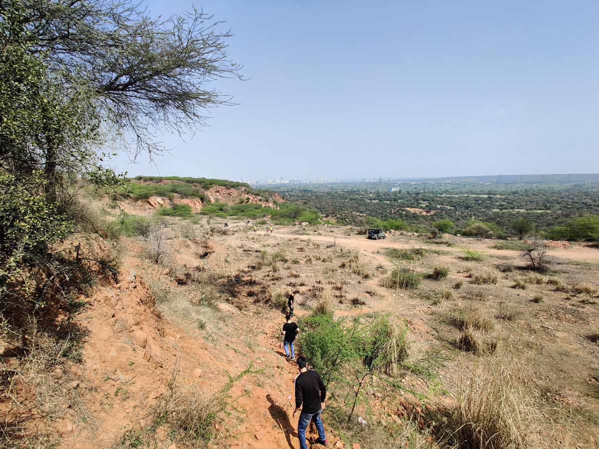 leopard trail forest