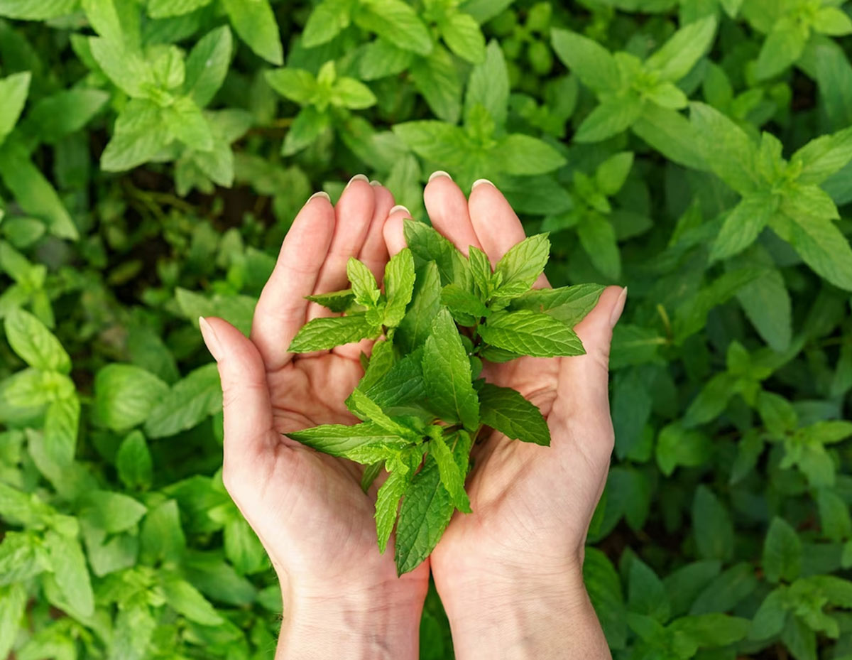 mint for head ache relief