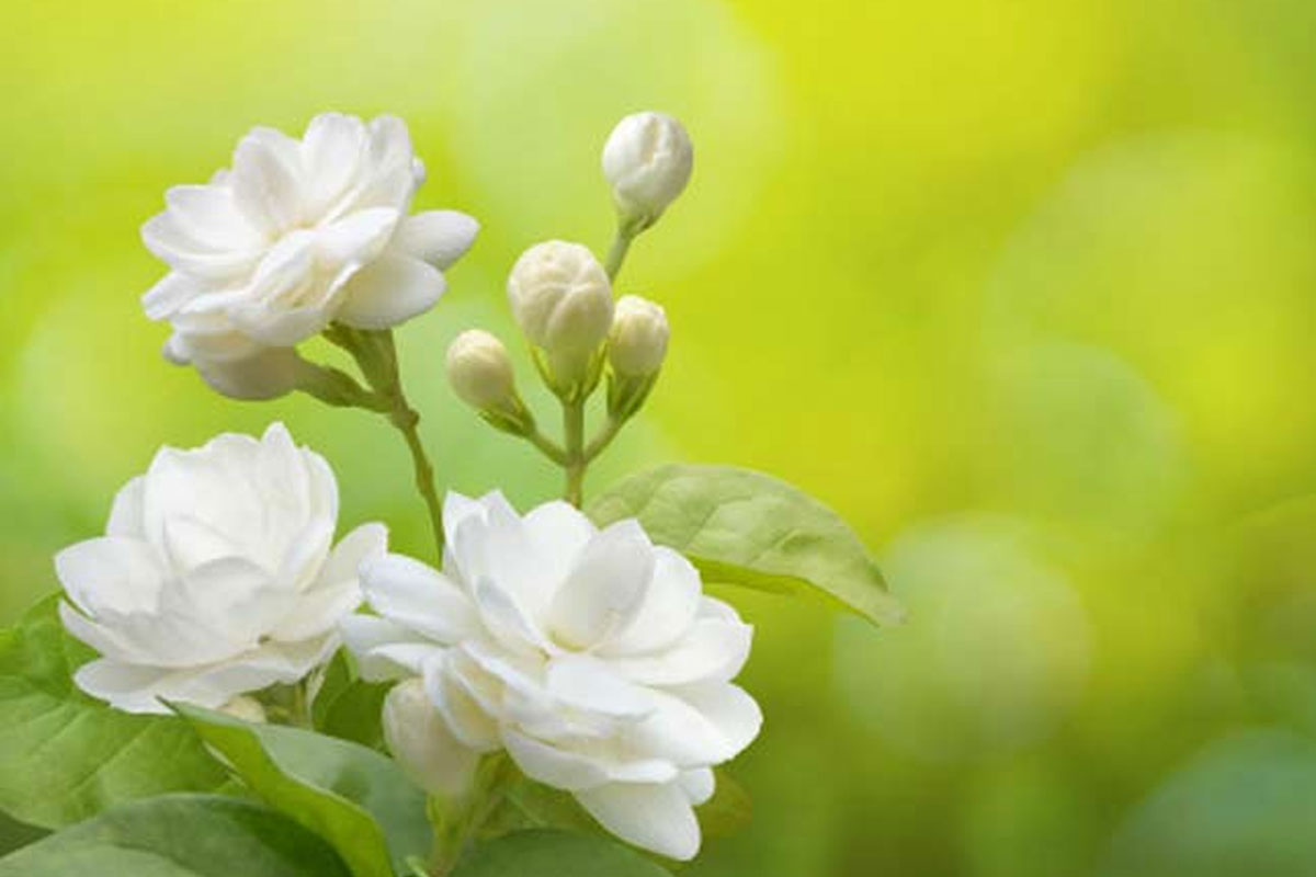 mogra flower and its fertilizer